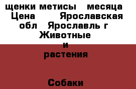 щенки метисы 2 месяца › Цена ­ 1 - Ярославская обл., Ярославль г. Животные и растения » Собаки   . Ярославская обл.,Ярославль г.